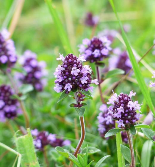 Thyme flowers